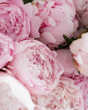 Weekly WOW Peony Subscription